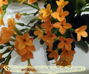 Каланхоэ оранжевые цветки